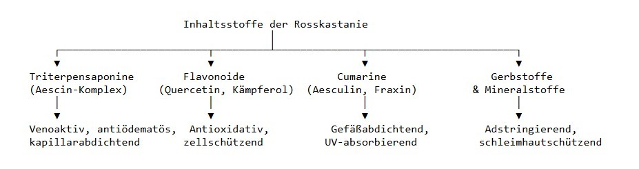 Inhaltsstoffe und Eigenschaften der Rosskastanie. Triterpensoponine, Flavonoide, Cumarine, Gerbstoffe. Venoaktiv, Antioxidativ, Gefäßdichtend, Adstringierend