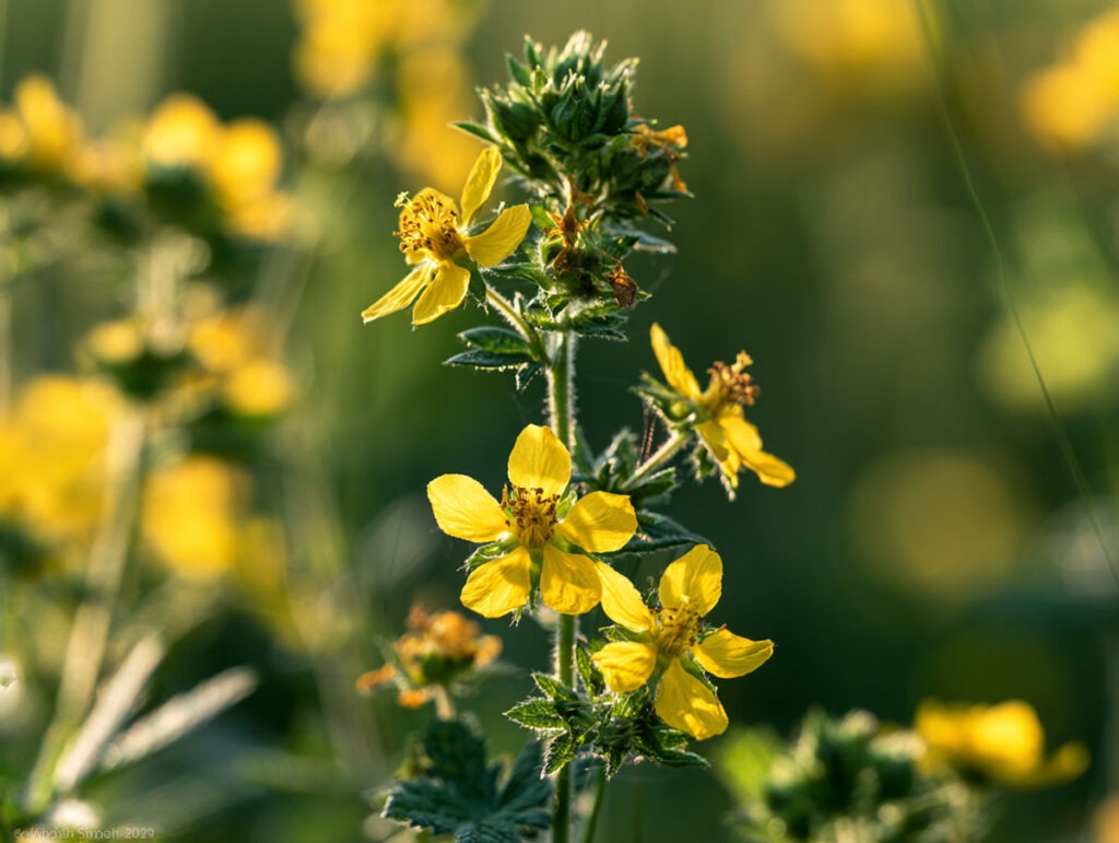 Helle, ästhetische Aufnahme einer Pipettenflasche der Bachblüte Agrimony (Agrimonia eupatoria) vor weichem, natürlichem Licht
