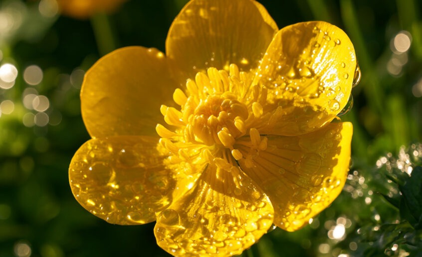 Lichtdurchflutete gelbe Blüte mit feinen Wassertropfen als Symbol für alkoholfreie Bachblüten