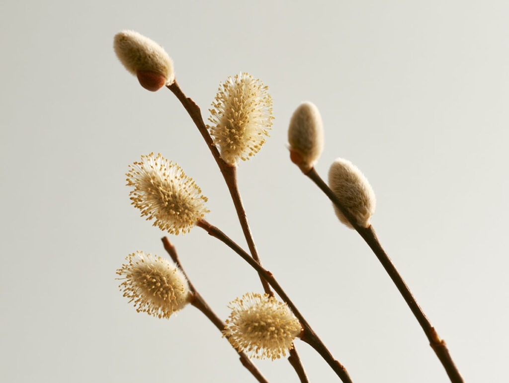 Zarte Zweige der Zitterpappel Populus tremula mit frischen Kätzchen für die Bachblüte Aspen