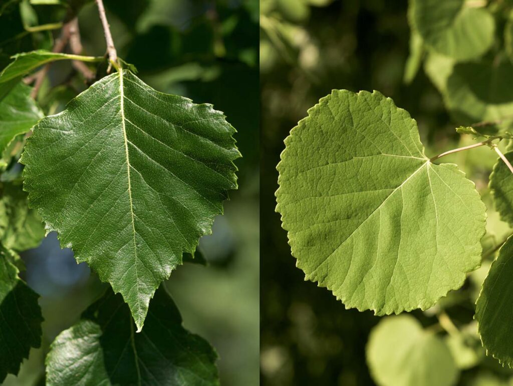 Botanischer Vergleich: Links rautenförmige Blätter der Schwarzpappel Populus nigra, rechts runde Blätter der Zitterpappel Populus tremula