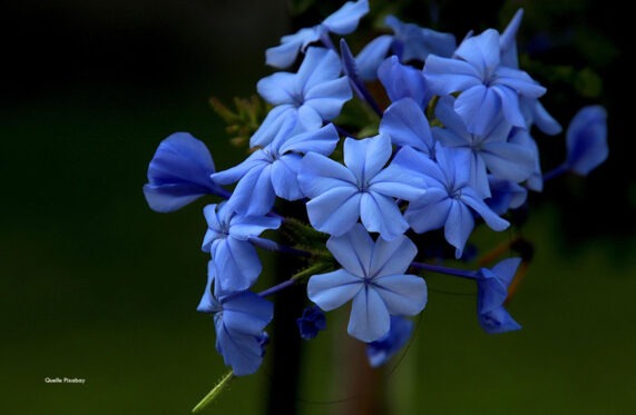 Nahaufnahme der leuchtend himmelblauen, fünfzähligen Blütenkronen der Bleiwurz (Plumbaginaceae) vor dunklem Hintergrund.