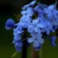 Nahaufnahme der leuchtend himmelblauen, fünfzähligen Blütenkronen der Bleiwurz (Plumbaginaceae) vor dunklem Hintergrund.