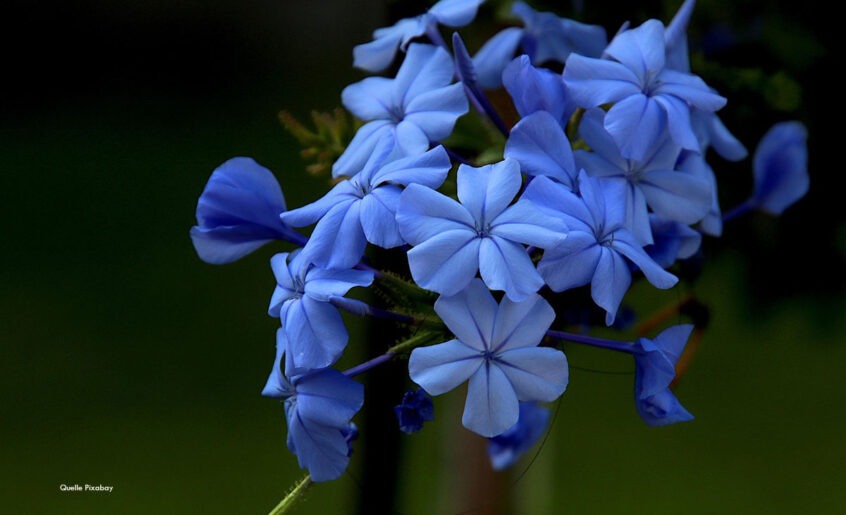 Nahaufnahme der leuchtend himmelblauen, fünfzähligen Blütenkronen der Bleiwurz (Plumbaginaceae) vor dunklem Hintergrund.