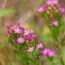 Blühendes Echtes Tausendgüldenkraut (Centaurium erythraea) mit rosa Blüten auf einer sonnigen Wiese.