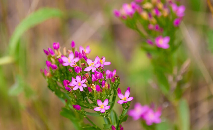 Blühendes Echtes Tausendgüldenkraut (Centaurium erythraea) mit rosa Blüten auf einer sonnigen Wiese.