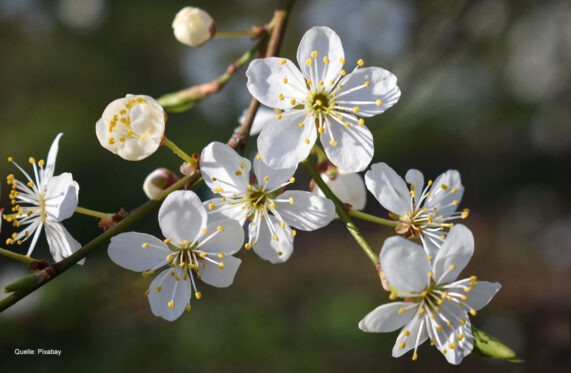Kirschpflaume (Prunus cerasifera): Verkannter Frühlingsbote, Heilwirkung & Verwechslungsgefahren