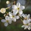 Nahaufnahme eines blühenden Zweiges der Kirschpflaume (Prunus cerasifera) im März mit weißen Blüten und jungen Trieben.