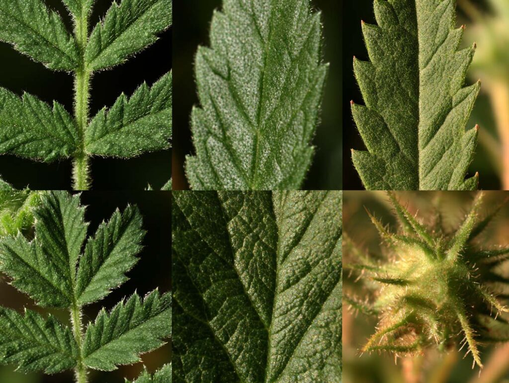 Makroaufnahme der unterbrochen gefiederten Blattunterseite von Agrimonia eupatoria mit silbrig-filziger Behaarung