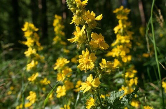 Agrimony – Der Kleine Odermennig (Agrimonia eupatoria L.)