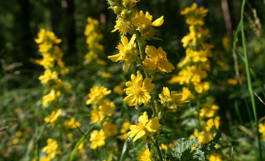 Blühender Kleiner Odermennig (Agrimonia eupatoria) mit leuchtend gelben Blütenständen an einem sonnigen Waldrand
