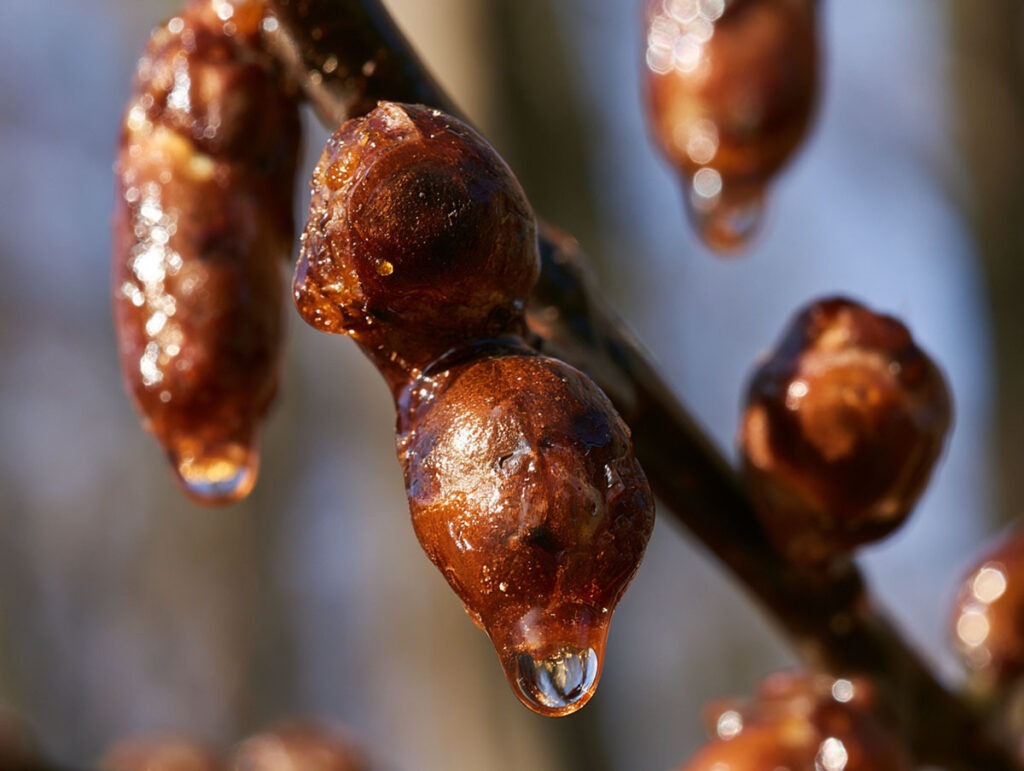 Braune klebrige Pappelknospen Gemmae Populi an einem Zweig im Spätwinter mit Wassertropfen