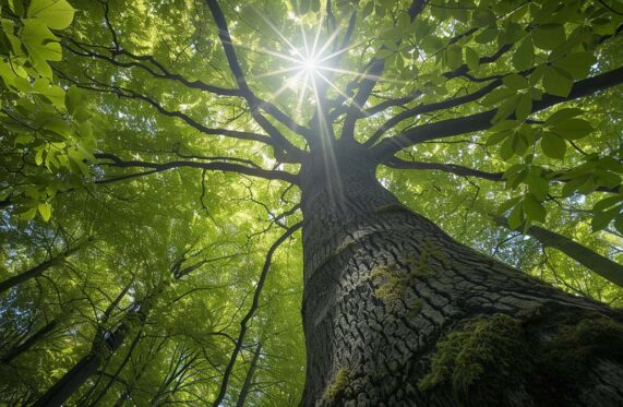 Die Rotbuche (Fagus sylvatica): Botanik, Heilwirkung und Tradition der Buche