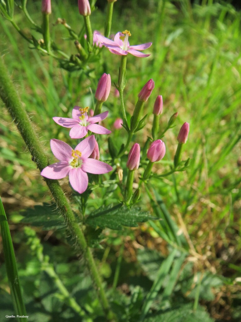 Makroaufnahme der fünfzähligen rosa Blütenkrone und des vierkantigen Stängels von Centaurium erythraea.