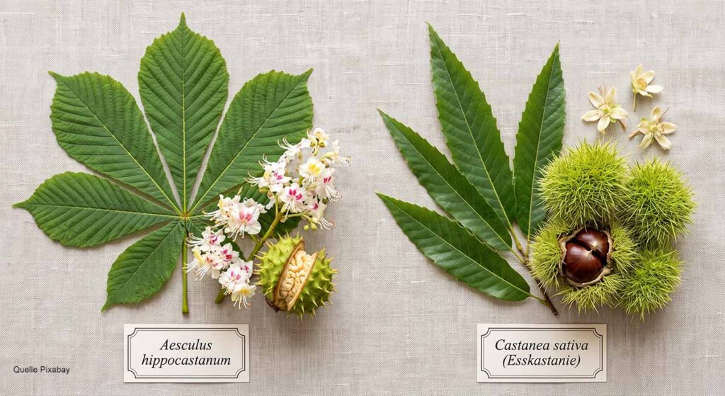 Botanischer Vergleich auf hellem Leinen: Gefingertes Blatt und bestachelte Kapsel der Rosskastanie links neben lanzettlichen Blättern und feinstacheliger Fruchthülle der Esskastanie rechts.