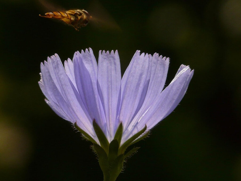 Nahaufnahme einer violett-blauen Wegwartenblüte mit gezähnten Zungenblüten und einer anfliegenden Schwebfliege vor dunklem Hintergrund