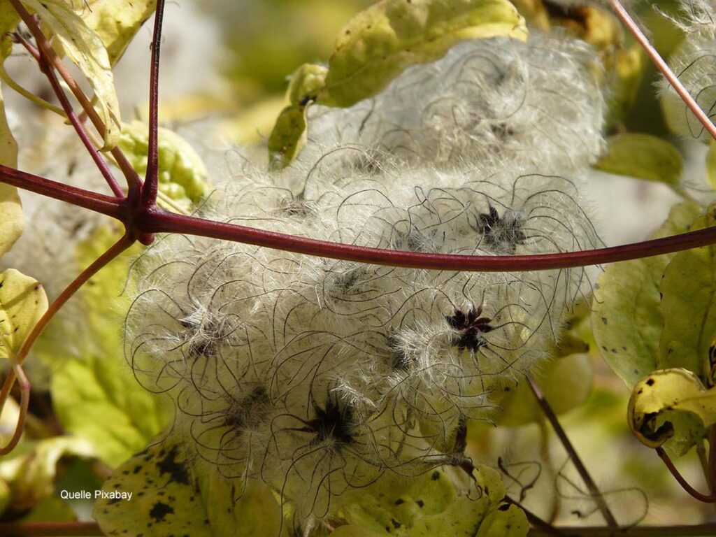 Dichter, wollig-silbriger Fruchtschopf der Waldrebe Clematis vitalba an gelb verfärbten Blättern im Herbst