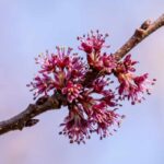 Rötlich-purpurne Blütenbüschel der Feldulme an einem noch unbelaubten Zweig im zeitigen Frühjahr vor blauem Himmel.