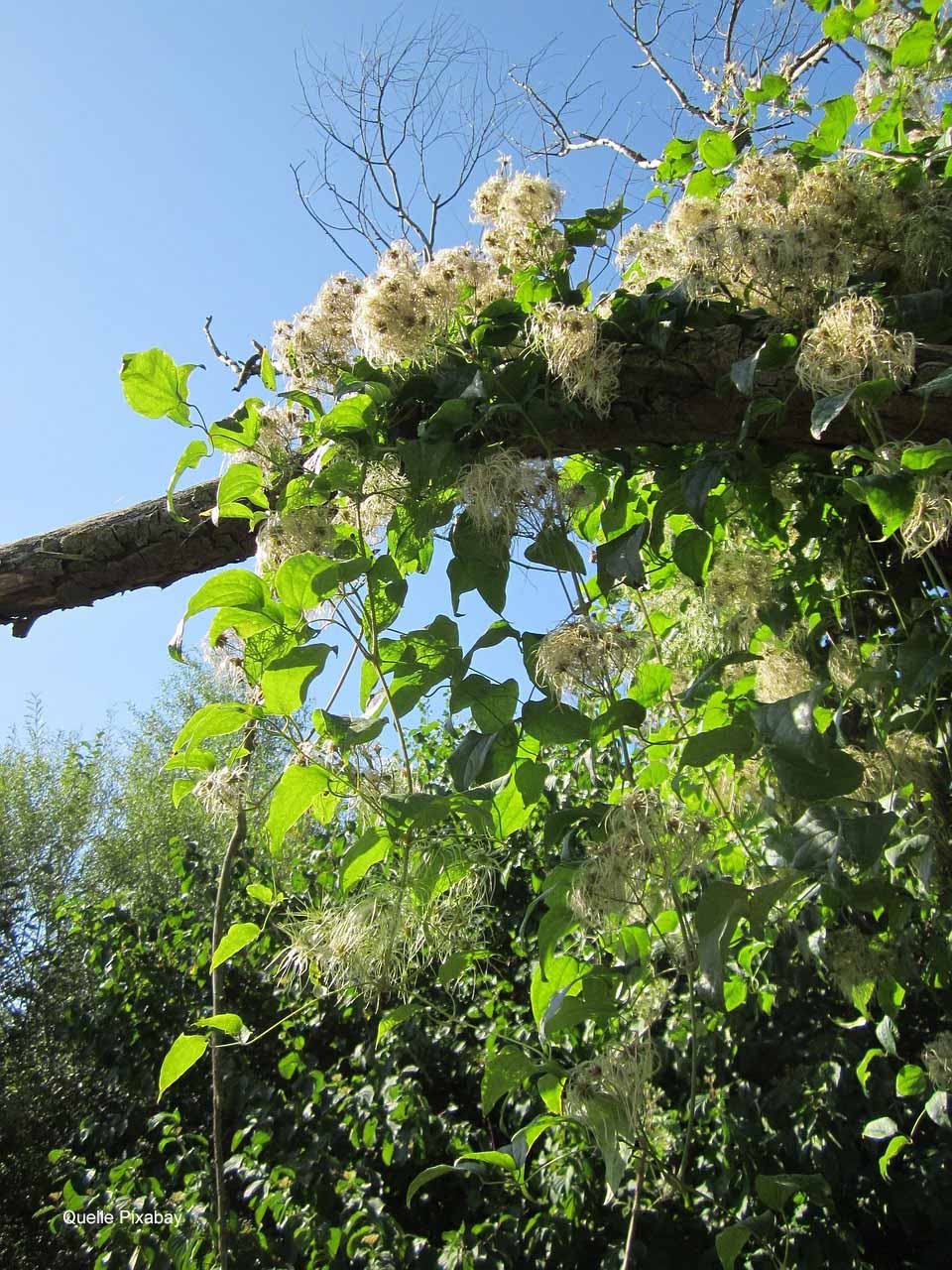 Die Gewöhnliche Waldrebe (Clematis vitalba): Botanik, Toxikologie, Evidenz und Heilkunde