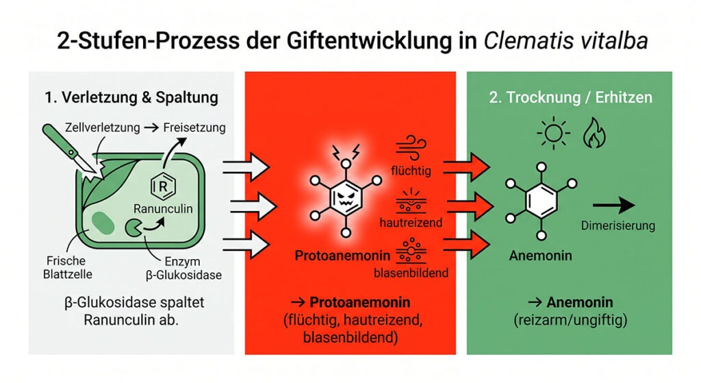 Infografik zum 2-Stufen-Prozess bei Clematis vitalba: Enzymatische Spaltung von Ranunculin zu Protoanemonin und Dimerisierung zu Anemonin